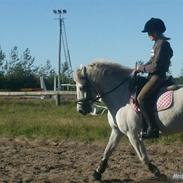 New Forest - Laban ¤ SOLGT ¤ :'(