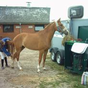 Hollandsk Sportspony Red Star (SOLGT)