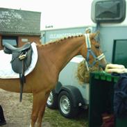 Hollandsk Sportspony Red Star (SOLGT)