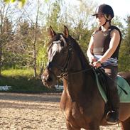 Welsh Cob (sec D) Tecno (solgt)