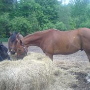 Dansk Varmblod Ibrahim