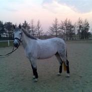 Anden særlig race Vanilla Ice (Solgt)