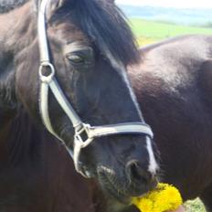 Welsh Cob (sec D) jet jewel "jj" *solgt*