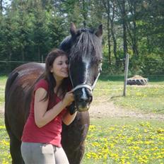 Welsh Cob (sec D) jet jewel "jj" *solgt*