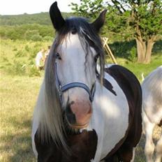 Irish Cob odyszeus (Snøvs) - Solgt
