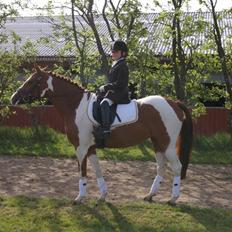 Anden særlig race Seuie