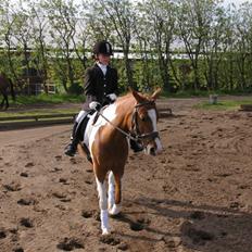 Anden særlig race Seuie