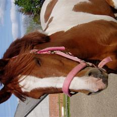 Anden særlig race Seuie