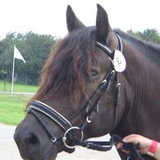 Nordsvensk Skovhest tage