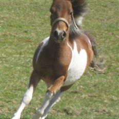 Pinto Lillesø's Molly 