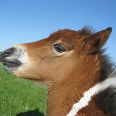 Pinto Lillesø's Molly 