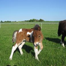 Pinto Lillesø's Molly 