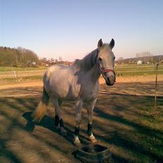 Arabisk fuldblod (OX) Djill Ann