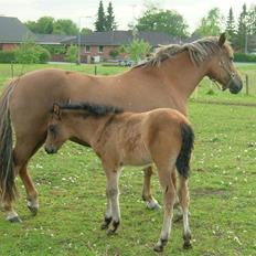 New Forest Wicked Pure Gold *SOLGT*