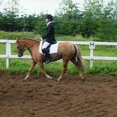 New Forest Wicked Pure Gold *SOLGT*