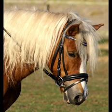Anden særlig race Movie Star (Solgt.)