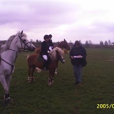 Anden særlig race Movie Star (Solgt.)