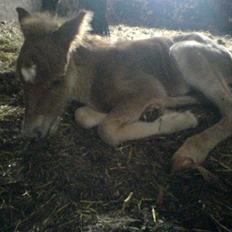 Anden særlig race Freja