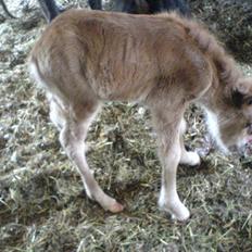 Anden særlig race Freja