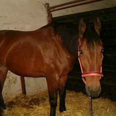 Anden særlig race Tøsen