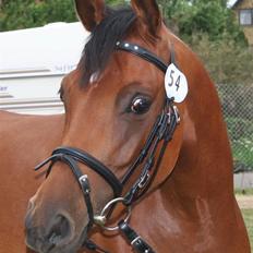 Arabisk fuldblod (OX) A/G'S FIRST FLAME OX 3884