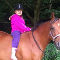 Arabisk fuldblod (OX) A/G'S FIRST FLAME OX 3884