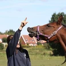 Arabisk fuldblod (OX) A/G'S FIRST FLAME OX 3884