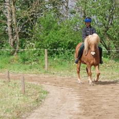 Islænder Glóa fra Gårde (solgt)
