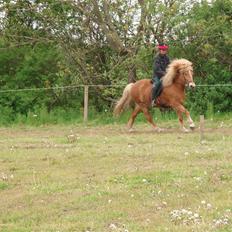 Islænder Glóa fra Gårde (solgt)
