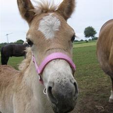Haflinger Vidtskue Olivia *SOLGT*