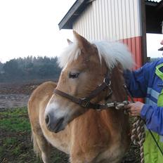 Haflinger Vidtskue Olivia *SOLGT*