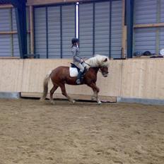 Haflinger Froukje van de Oosterweg