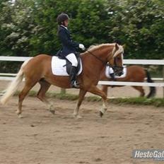 Haflinger Froukje van de Oosterweg