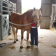 Haflinger Froukje van de Oosterweg