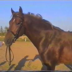 New Forest Choni er fundet !!!