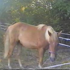 New Forest Pepsi efterlyses !!!