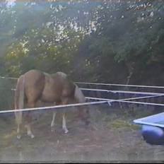 New Forest Pepsi efterlyses !!!