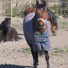 Anden særlig race Chelina
