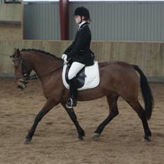 Anden særlig race Chelina