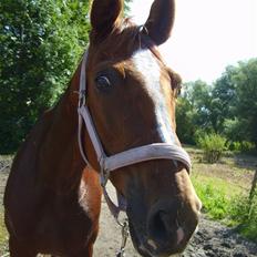 Trakehner Hakamada