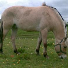 Fjordhest Clausen
