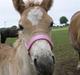 Haflinger Vidtskue Olivia *SOLGT*