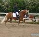 Haflinger Froukje van de Oosterweg