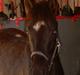 Anden særlig race Liberty/ HVIL I FRED <3