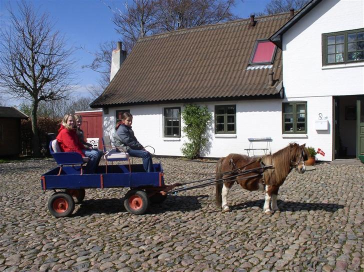 Shetlænder Patrick - der stå Palle med sin fine vogn...! billede 6