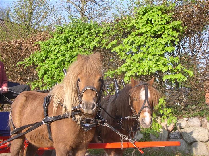 Shetlænder Patrick - de to små er da bare nuttede xD billede 7