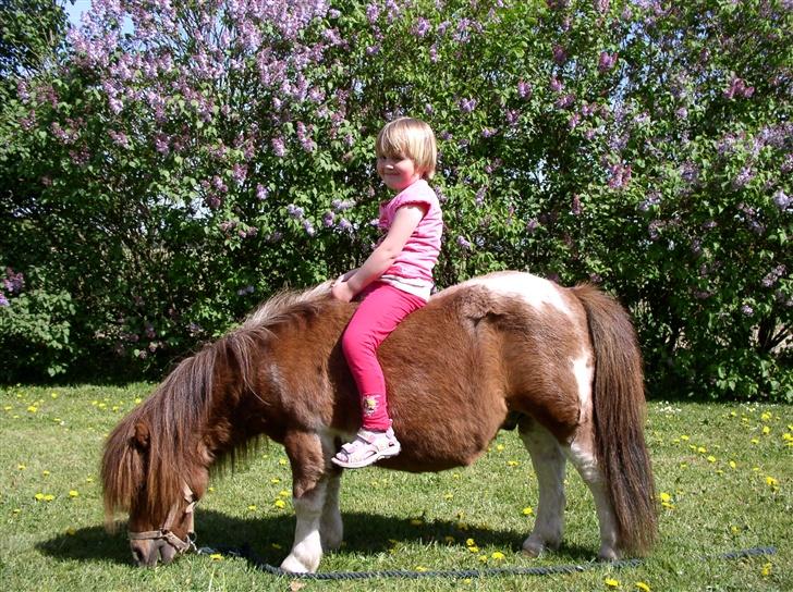 Shetlænder Patrick - en piger der skulle have en tur på ham.  billede 8