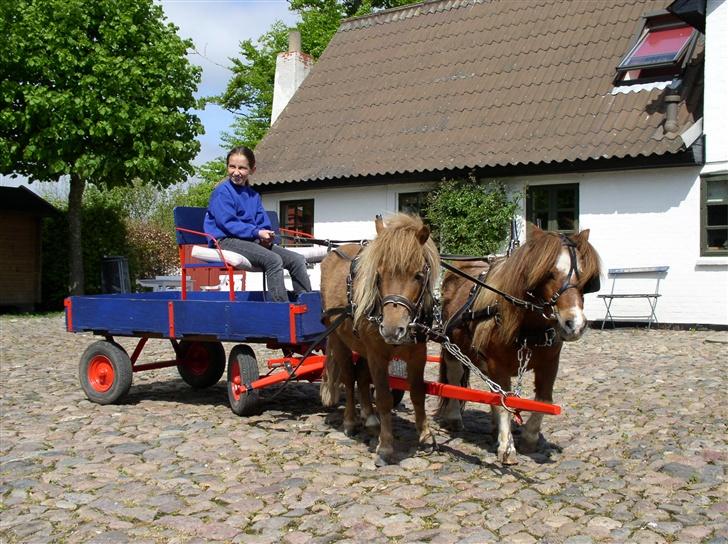 Shetlænder Patrick - de to små foran vogn igen :D billede 9