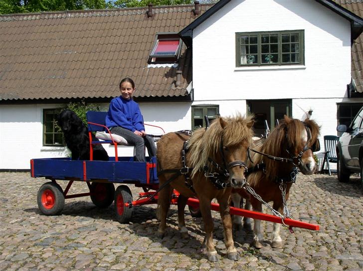 Shetlænder Patrick - Min hund skulle også lige have en lille køretur (: billede 10