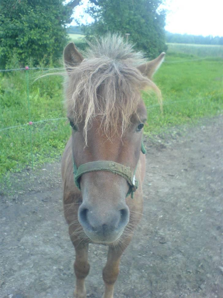 Shetlænder Mikkel - Bette Mikkel... billede 1